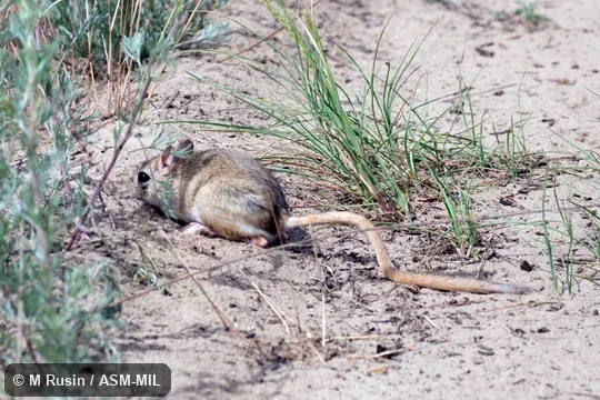 Also as Thick-tail Jerboa. Also as Thick-tail Jerboa.