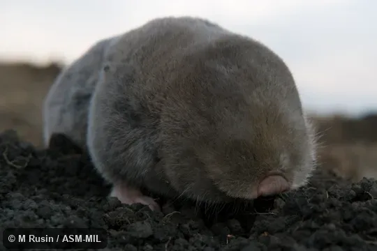 Also as Balkan Blind Mole-rat|Balkan Mole-rat.