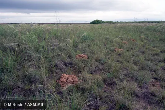 Mounds in the natural habitat dominated by Stipa spp.  Also as Greater Mole-rat.