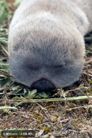 Also as Greater Mole-rat.