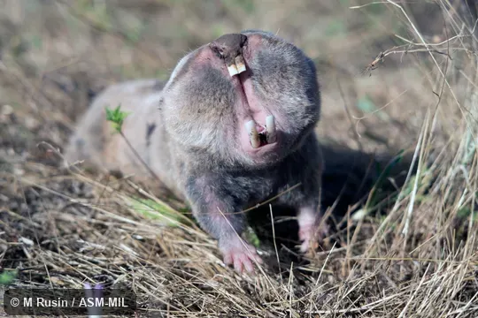 Threat display.  Also as Podolian Mole-rat|Podolsk Mole-rat.