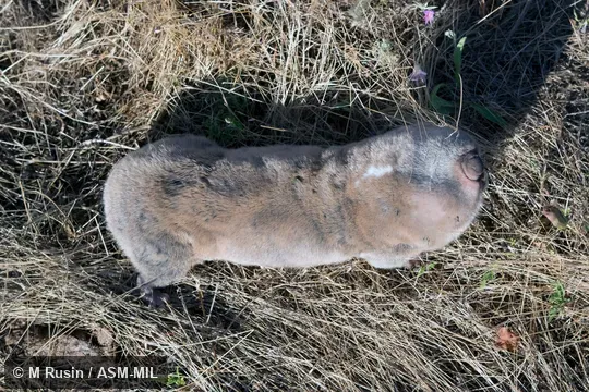 Also as Podolian Mole-rat, Podolsk Mole-rat.