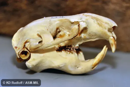 Skull.. Also as Boomer, Sewellel.