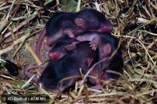 Also as Afghan Mouse-like Hamster, Great Balkhan Calomyscus, Great Balkhan Mouse-tailed Hamster.