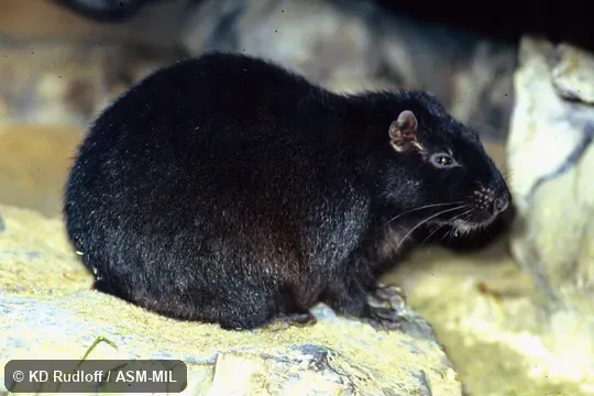 Formerly in Capromyidae.  Also as Brown's Hutia|Indian Coney|Jamaican Coney.