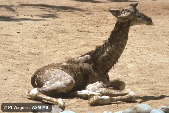 Two-hour old calf lying on ground, head and neck raised.  Also as Giraffa camelopardalis reticulata.  Also as Somali Giraffe