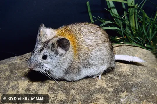 Alticola strelzovi depressus.  Also as Alticola strelzowi.