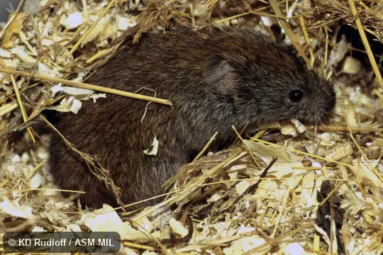 Formerly Myodes rufocanus.  Also as Gray-sided Vole.