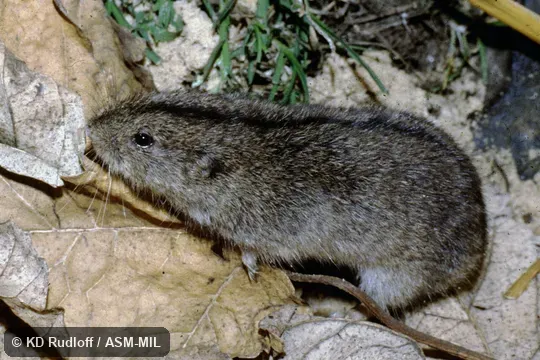 Also as Steppe Lemming.