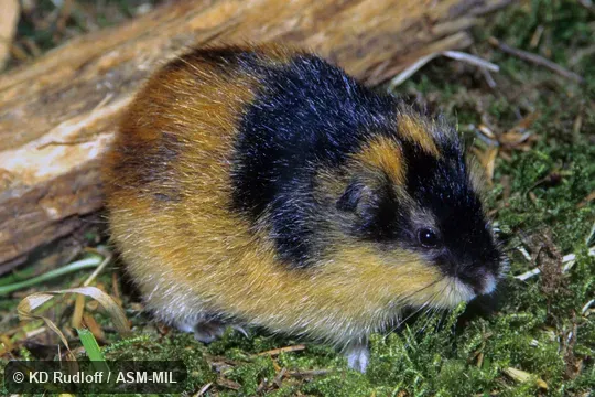Also as Norway Lemming|Norwegian Lemming. Also as Norway Lemming|Norwegian Lemming.