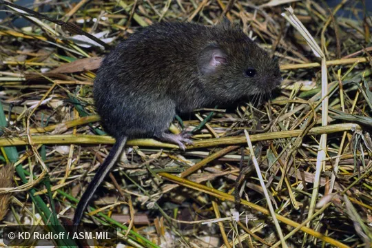 Formerly Myodes centralis. Also as Tian Shan Gray Red-backed Vole. Formerly Myodes centralis. Also as Tian Shan Gray Red-backed Vole.