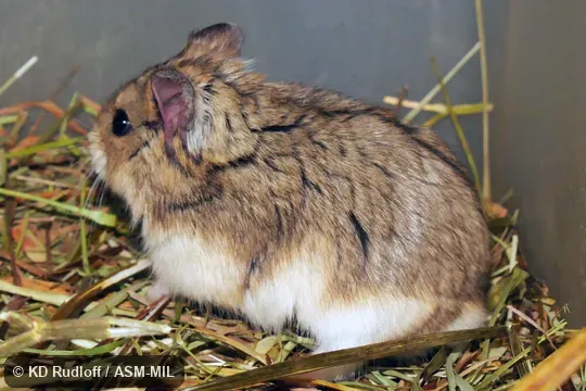 Formerly Phodopus campbelli.  Also as Campbell's Hamster.