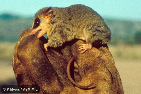 Side view, hand-held.  Also as Agile Gracile Opossum|Agile Mouse Opossum|Paraguayan Slender Mouse Opossum.