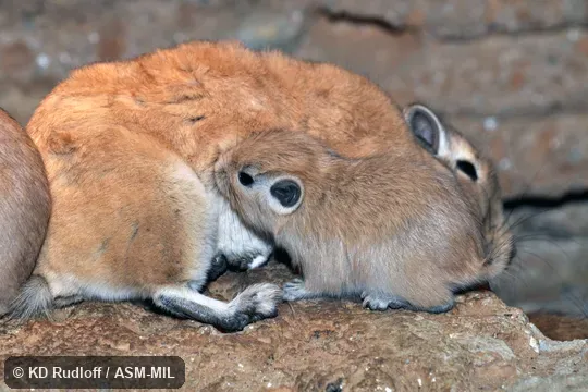 F1 suckling dam.  Also as Atlas Gundi, North African Gundi, Northern Gundi.