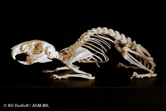 Mounted skeleton.  Also as Atlas Gundi, North African Gundi, Northern Gundi.