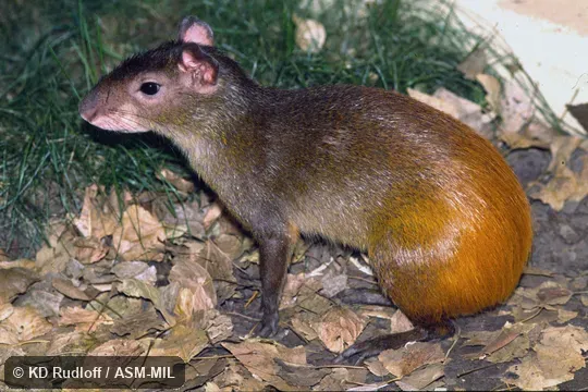 Dasyprocta leporina croconota.  Also as Brazilian Agouti, Orange-rumped Agouti, Red-rumped Agouti.