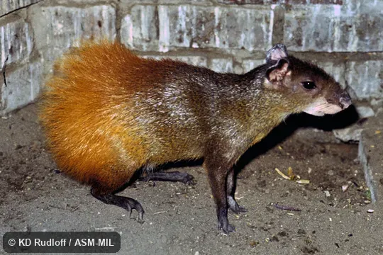 Dasyprocta leporina croconota.  Also as Brazilian Agouti, Orange-rumped Agouti, Red-rumped Agouti.