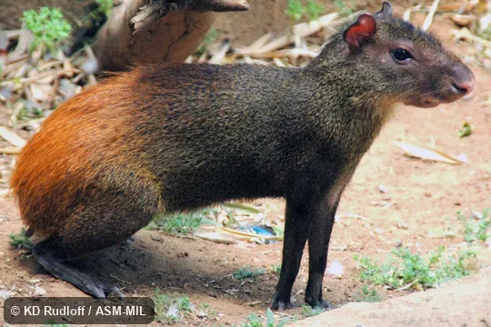 Also as Brazilian Agouti, Orange-rumped Agouti, Red-rumped Agouti.