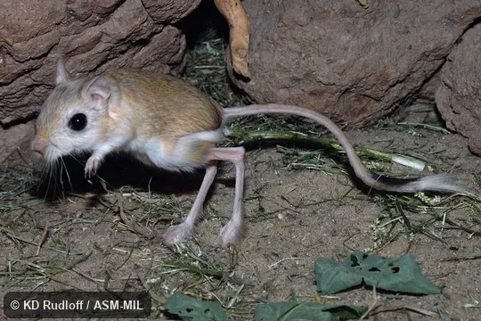 Also as Hairy-footed Jerboa, Rough-legged Jerboa.