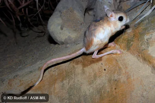 Also as Lesser Jerboa.