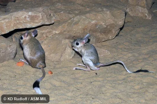 Also as Oriental Jerboa.