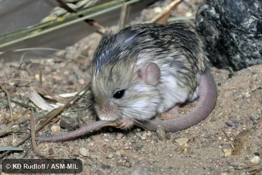 Also as Dzungarian Thick-tailed Pygmy Jerboa, Gobi Thick-tailed Pygmy Jerboa.