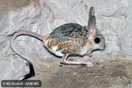 Formerly Allataga tetradactyla.