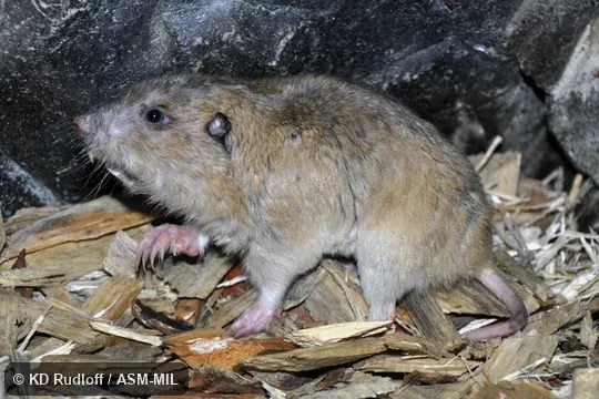 Formerly part of Thomomys bottae, Megascapheus bottae, Botta's Pocket Gopher.