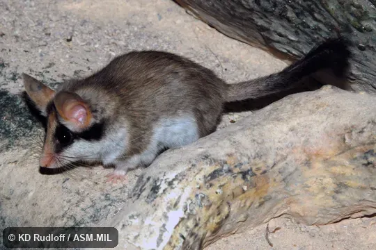 Also as Asian Garden Dormouse|Large-eared Garden Dormouse. Also as Asian Garden Dormouse|Large-eared Garden Dormouse.