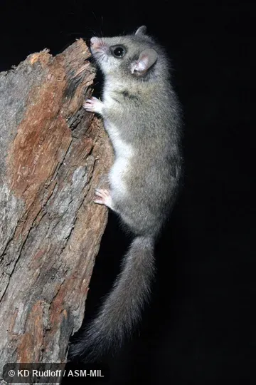Also as Woodland Dormouse.