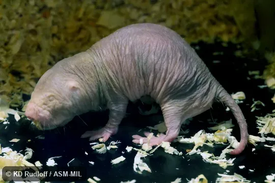 Also as Desert Mole Rat, Sand Puppy.