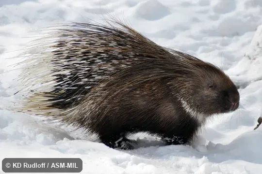 Hystrix indica leucurus.  Also as White-tailed Porcupine.