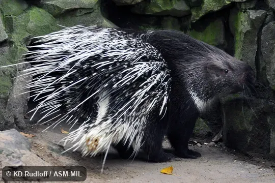 Hystrix indica leucurus.  Also as White-tailed Porcupine.