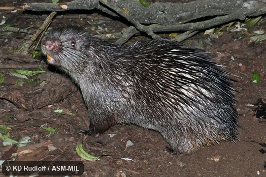 Also as Indonesian Porcupine|Palawan Porcupine|Philippine Short-tailed Porcupine.