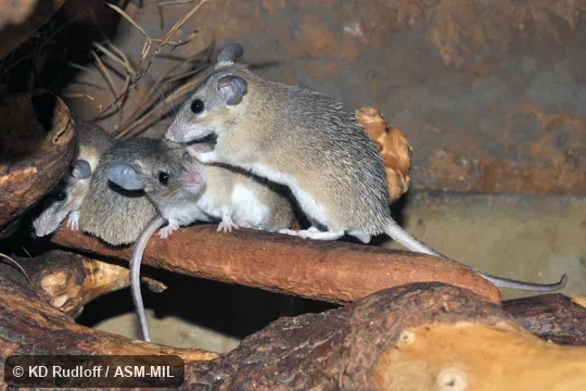 Acomys cahirinus cilicicus.   Formerly Acomys cilicicus, Turkish Spiny Mouse.  Also as Cairo Spiny Mouse · Egyptian Spiny Mouse · Greater Wilfred's Mouse · Turkish Spiny Mouse · Cilician Spiny Mouse.