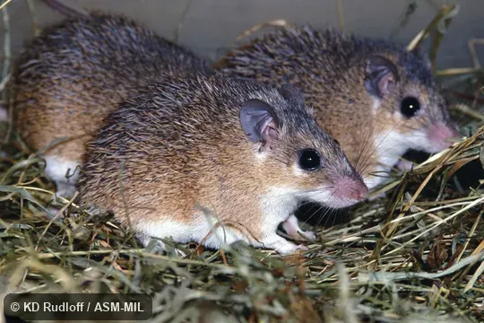 Also as Heuglin's Spiny Mouse.