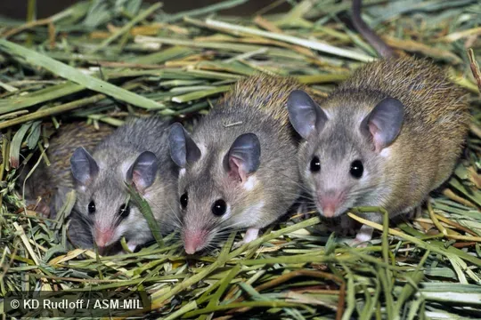  Acomys dimidiatus megalodus.  Also as Eastern Spiny Mouse.