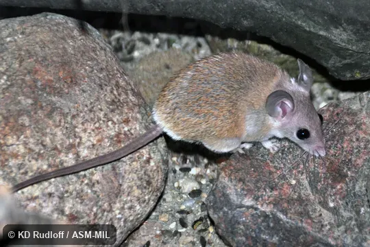 Also as Eastern Spiny Mouse.