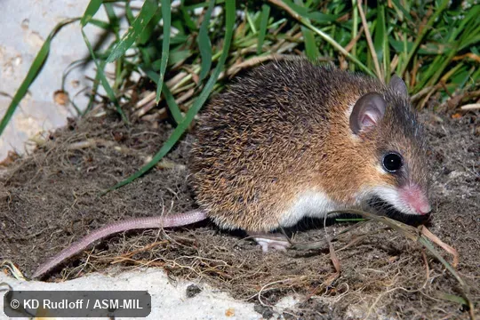 Also as Least Spiny Mouse|Southern Spiny Mouse. Also as Least Spiny Mouse|Southern Spiny Mouse.