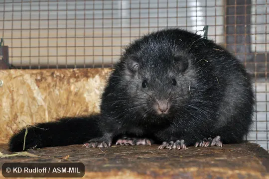 Also as Panay Cloud Runner|Panay Crateromys.