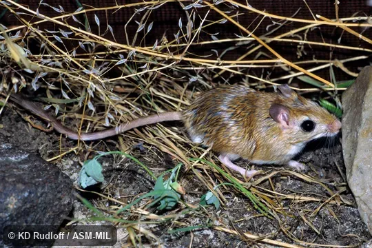 Formerly Gerbillus perpallidus. Formerly Gerbillus perpallidus.