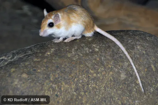 Formerly Dipodillus campestris.  Also as Large North African Gerbil|North African Dipodil.