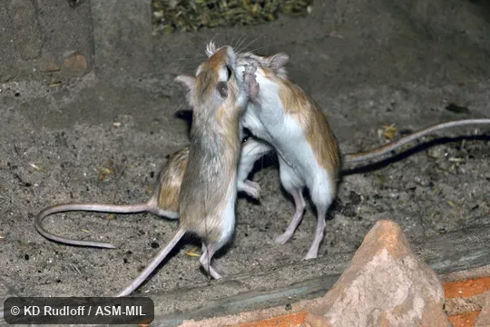 Formerly Dipodillus dasyurus.  Also as Rough-tailed Gerbil|Wadi Hof Gerbil|Wagner's Dipodil.