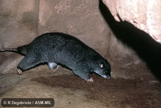 Oblique view.  Also as Ground Phalanger.