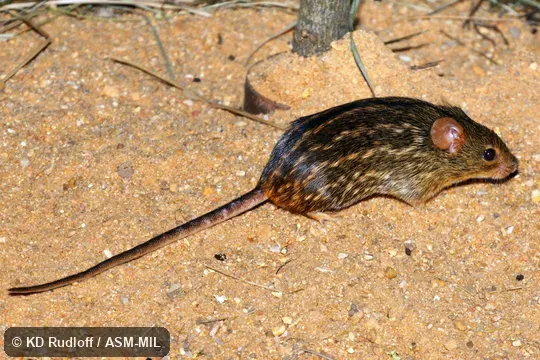 Formerly Lemniscomys striatus ardens.  Also as Striated Lemniscomys.