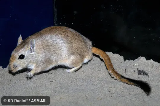 Also as Asiatic Hairy-footed Gerbil. Also as Asiatic Hairy-footed Gerbil.