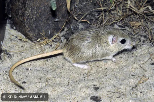 Formerly Meriones meridianus penicilliger Formerly Meriones meridianus penicilliger