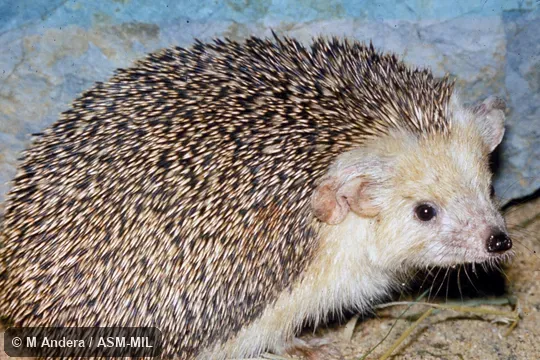Side view.  Formerly Erinaceomorpha.  Also as Afghan Hedgehog|Long-eared Steppe Hedgehog.