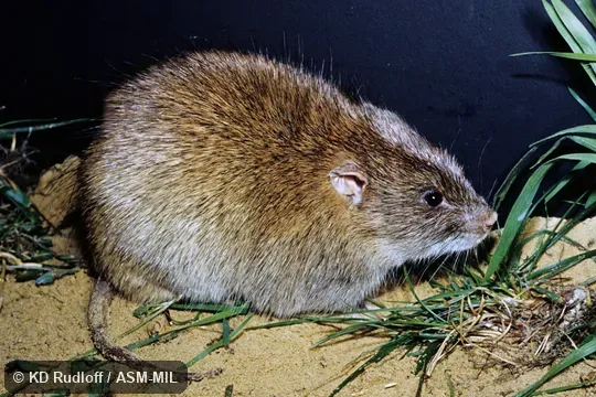 Also as Pest Rat|Short-tailed Nesokia.