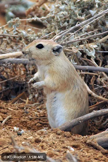 Formerly Psammomys obesus terrasanctae.  Now as Psammomys obesus obesus.